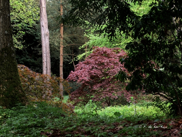 Bois des Moutiers (150) Mai 2012